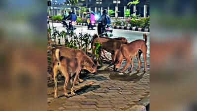 AMC plans temporary leash on strays during VVIP events
