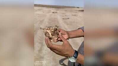 Kutch border site reveals medieval settlement