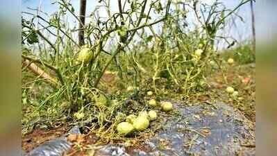 Horticulture teams to help Gujarat farmersrevive orchards affected by rain