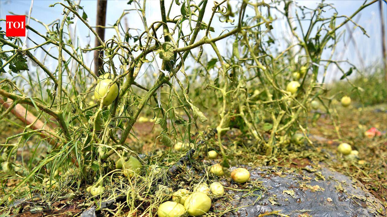 Horticulture teams to help Gujarat farmersrevive orchards affected by rain