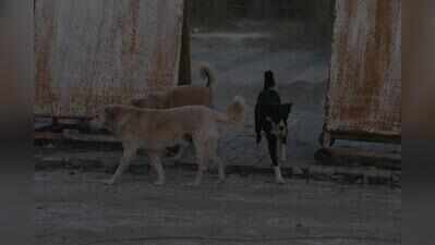 Stray dog menace stalks Mohali mornings, 17 bitten in 48 hrs