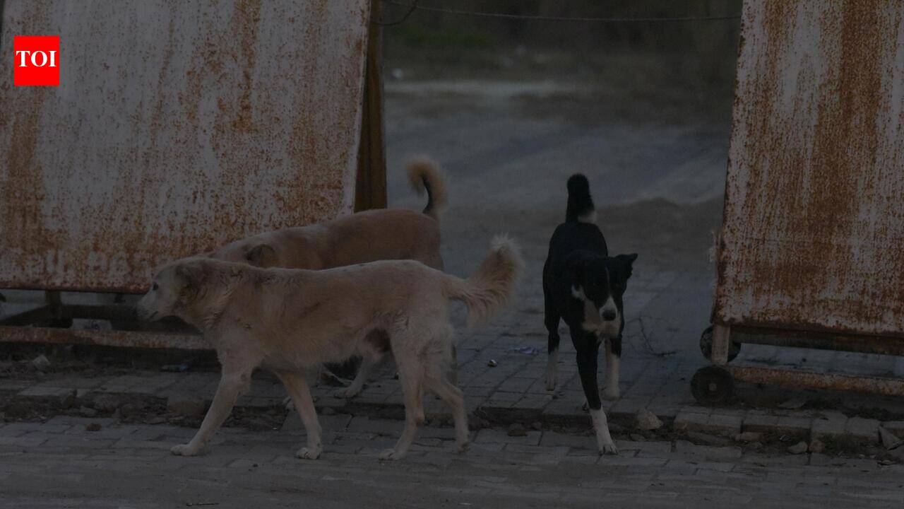 Stray dog menace stalks Mohali mornings, 17 bitten in 48 hrs