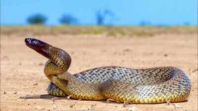 60 venomous snakes, cocaine, guns and 22,000 dollars in cash seized during New Mexico drug raid; inland taipan among reptiles found