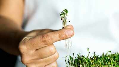 How to grow microgreens: A beginner's guide to India's easiest superfood garden