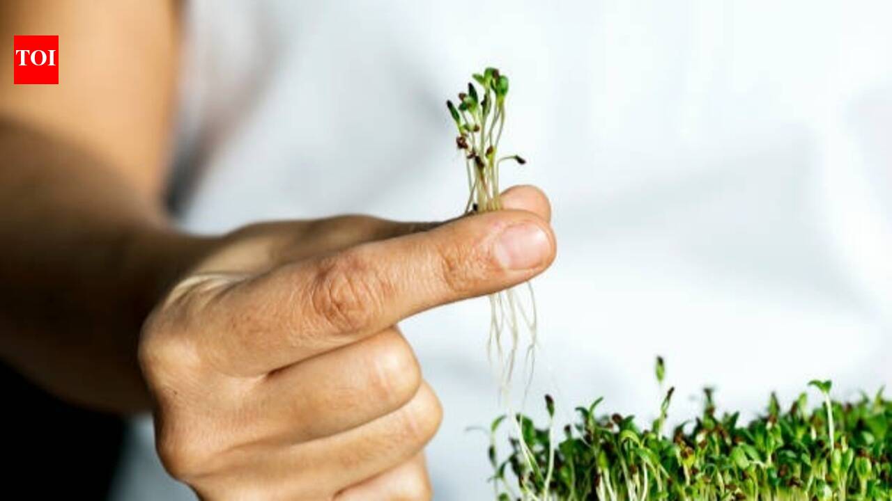 How to grow microgreens: A beginner's guide to India's easiest superfood garden