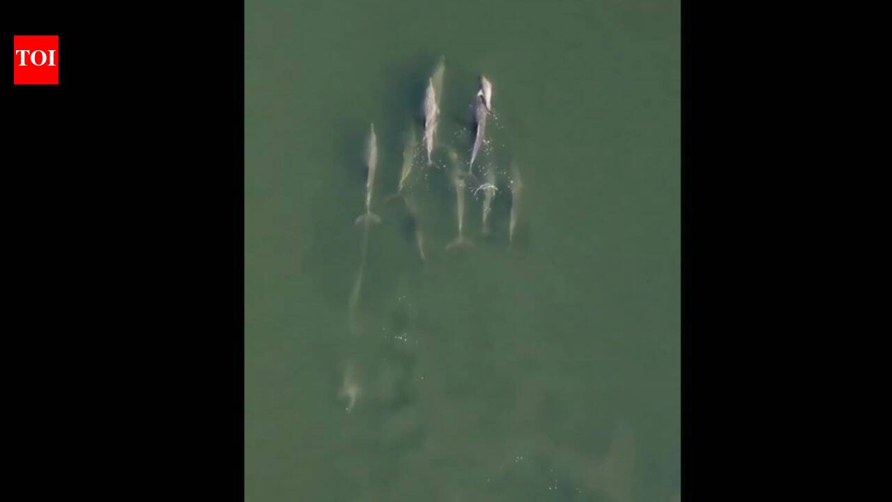 Video of dolphin carrying its dead newborn through the Indian Ocean reveals a deep and old 'mourning ritual'