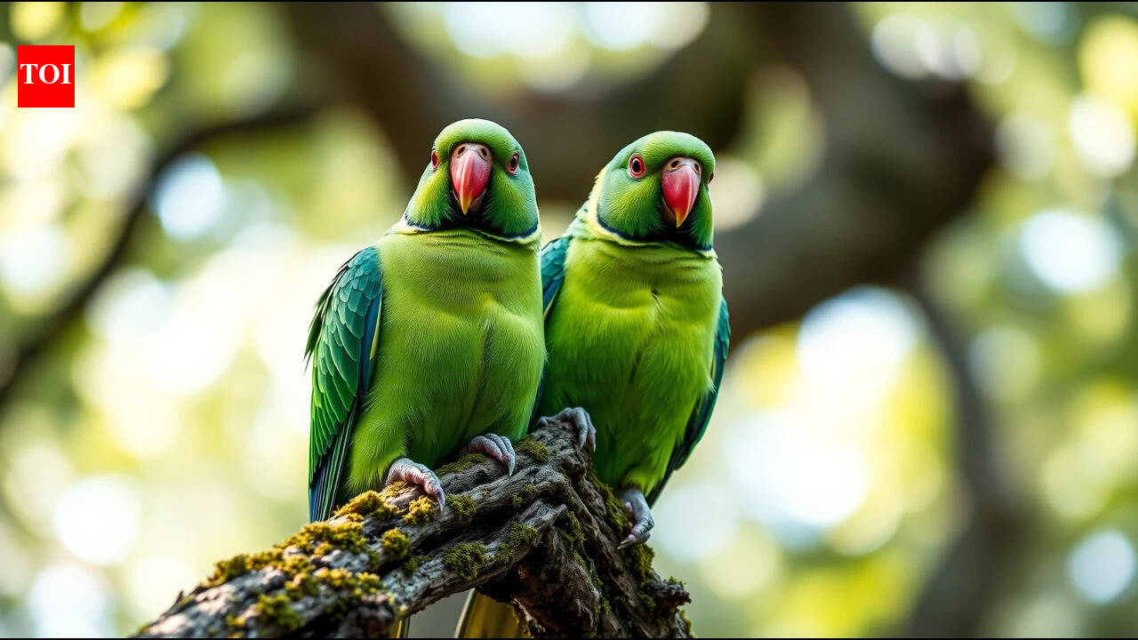 Rose-ringed parakeets: From escaped pets to one of the most recognisable birds
