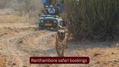 Ranthambore safari bookings are filling up faster than ever: 40,000 registrations in just 2 hours; here's how to plan your tiger adventure
