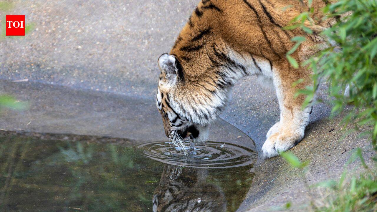 Ranthambore safari bookings are filling up faster than ever: 40,000 registrations in just 2 hours; here's how to plan your tiger adventure