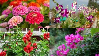 August gardening: 7 heat-tolerant plants that thrive despite soaring temperatures