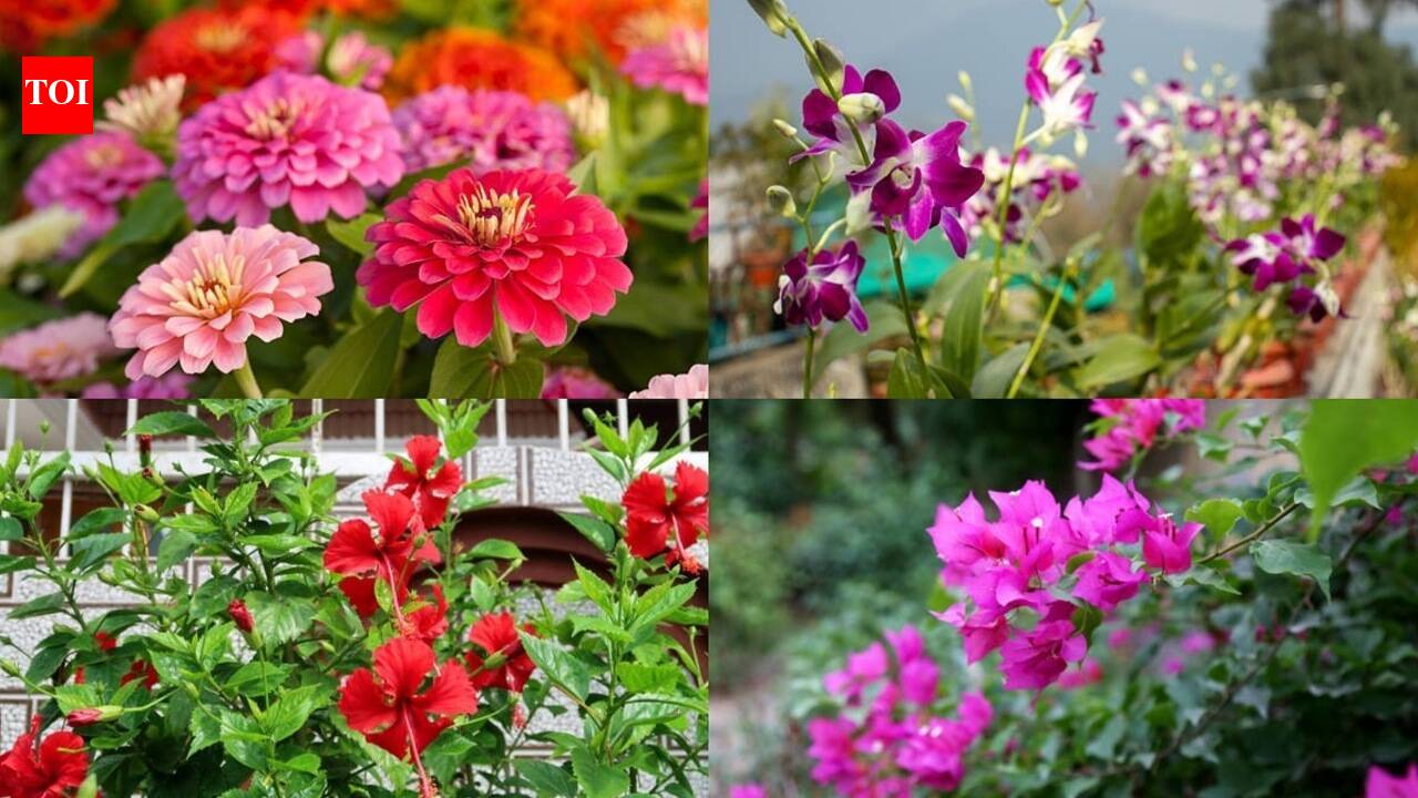 August gardening: 7 heat-tolerant plants that thrive despite soaring temperatures