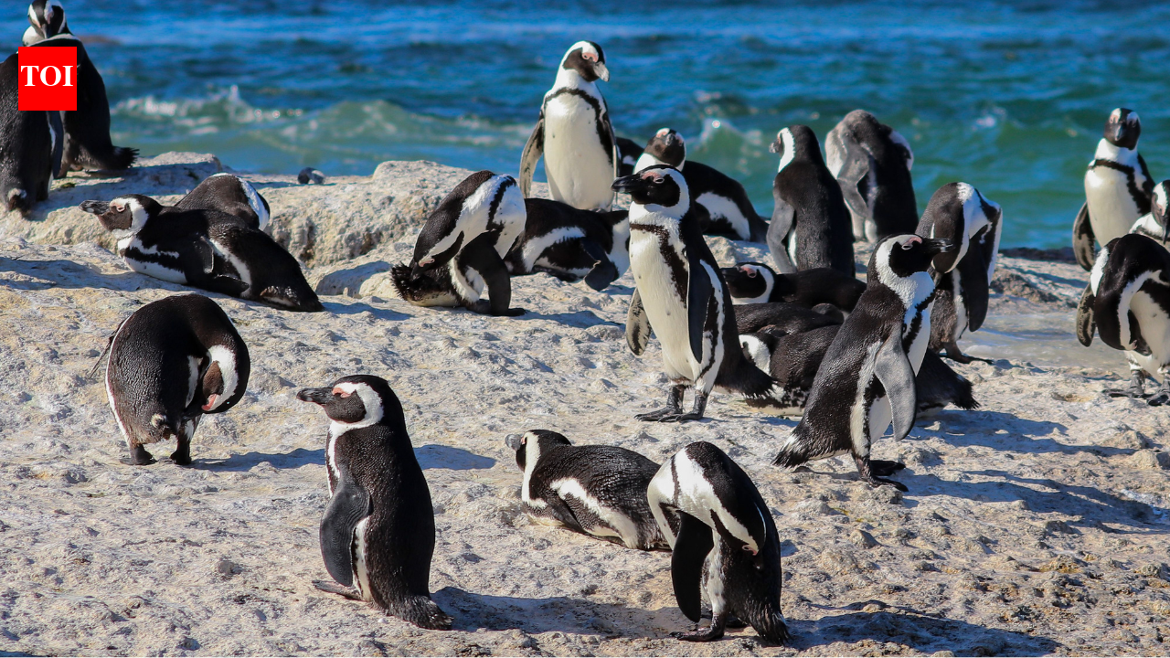 Two penguin pairs colonised a South African beach in 1982; by 2026, about 2,528 birds shared Boulders with swimmers