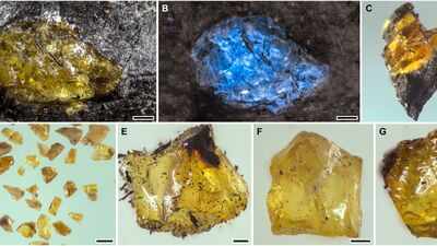 World's oldest amber has been found in China, and it is 65 million years older than expected