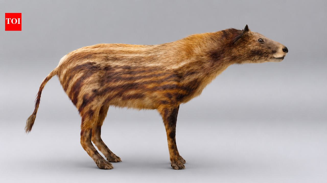 The first horse on Earth was no bigger than a lamb: Meet Eohippus, the 55 million-year-old tiny ancestor of every modern horse
