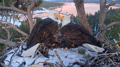 Internet's famous Bald Eagles, Jackie and Shadow, gets millions in donation from OpenAI co-founder Greg Brockman and his wife to protect their nest