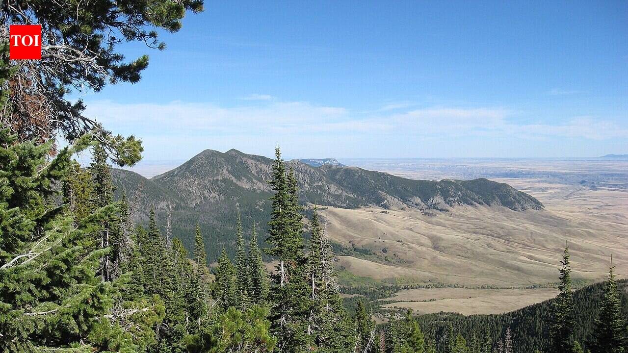 Why some northern U.S. forests recover after storms and logging while others stall comes down to seedlings already waiting underneath