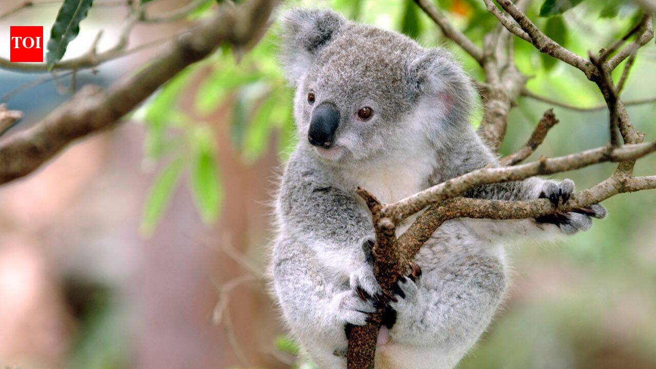 Koalas survived an ancient extinction: Here's what a DNA study found?