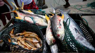 Scientists discover four dangerous fish bacteria in Brazil for the first time; one has jumped to a new host species