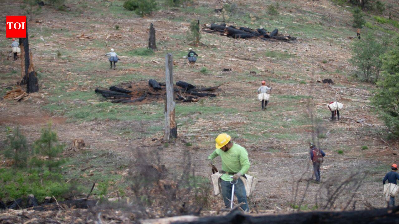 California's Ranch fire burned 459,123 acres; 8 years later, 71,000 seedlings have been planted