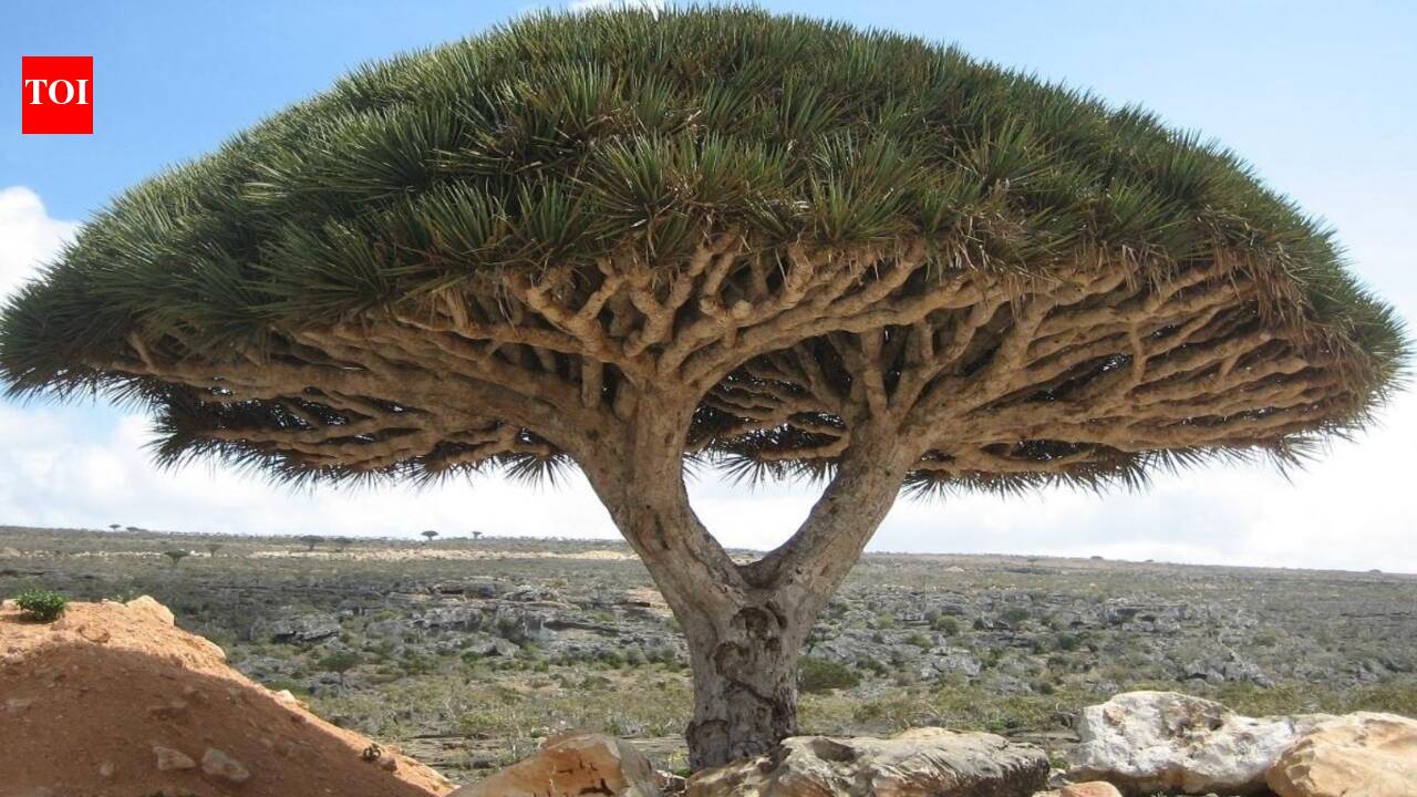 Yemen is hiding an island of “Dragon’s Blood” trees; most of its reptiles and land snails live nowhere else on earth