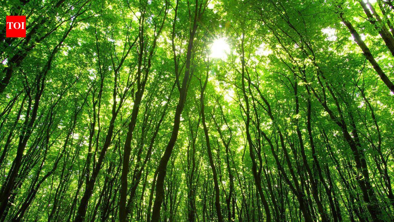Biodiversity boosts forest growth; loss could cut gains 17% by 2050