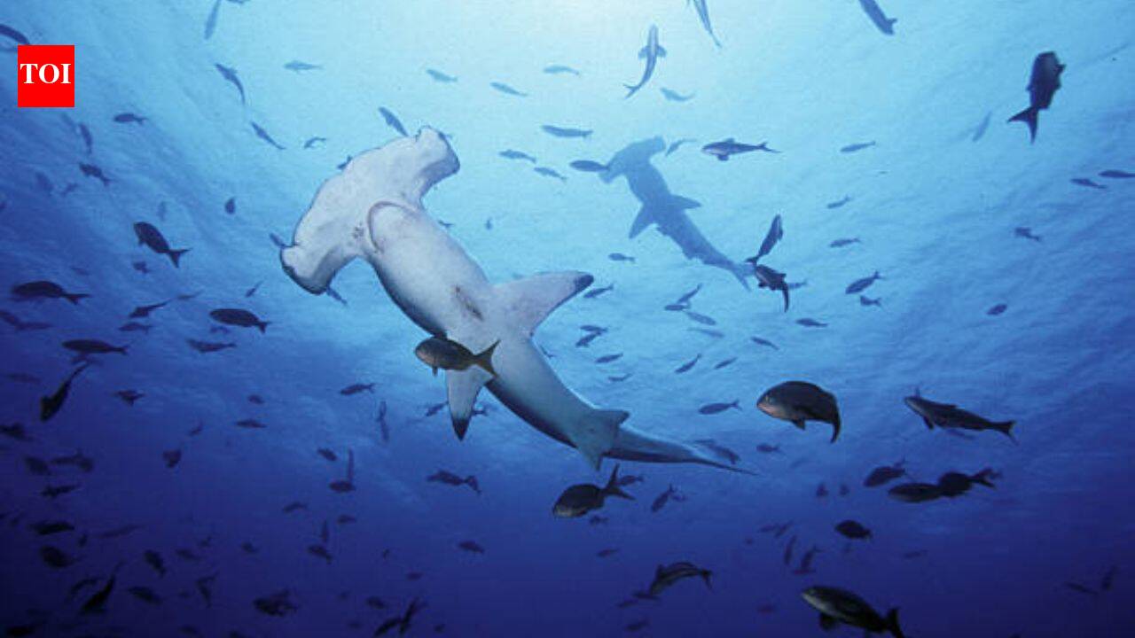 Experts warn great white sharks are 'already lurking off UK beaches' and another toothy predator could follow