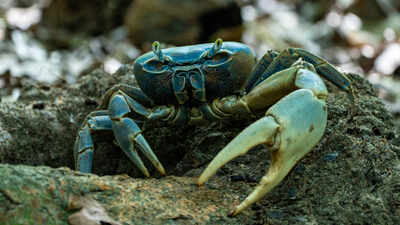 Scientists found slugs, beetles and crabs spread seeds for 186 plant species; one crab can swallow more than 1,000 in a night