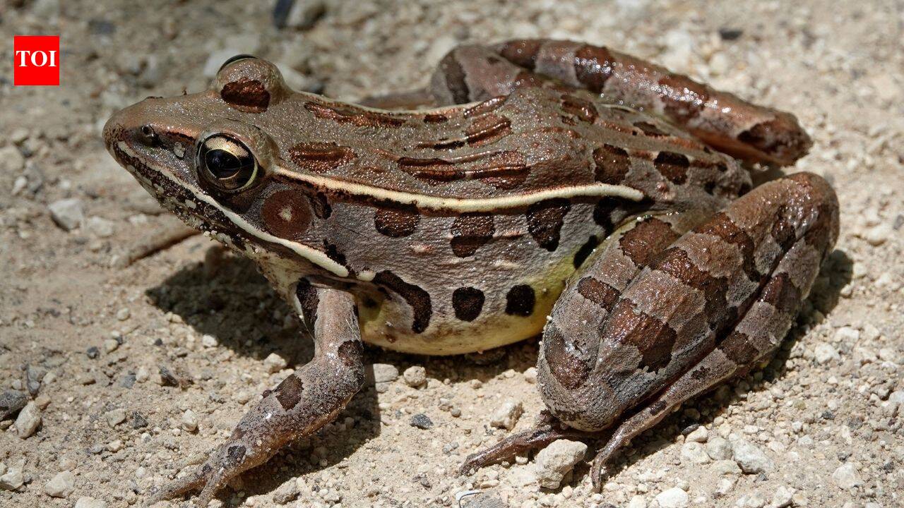Scientists identified seven new diamond frog species in Madagascar after a 12-year search