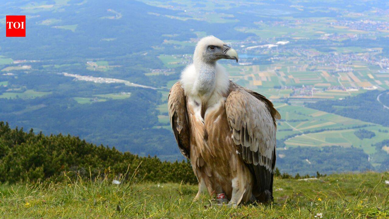 Why vultures can eat rotten meat without getting sick