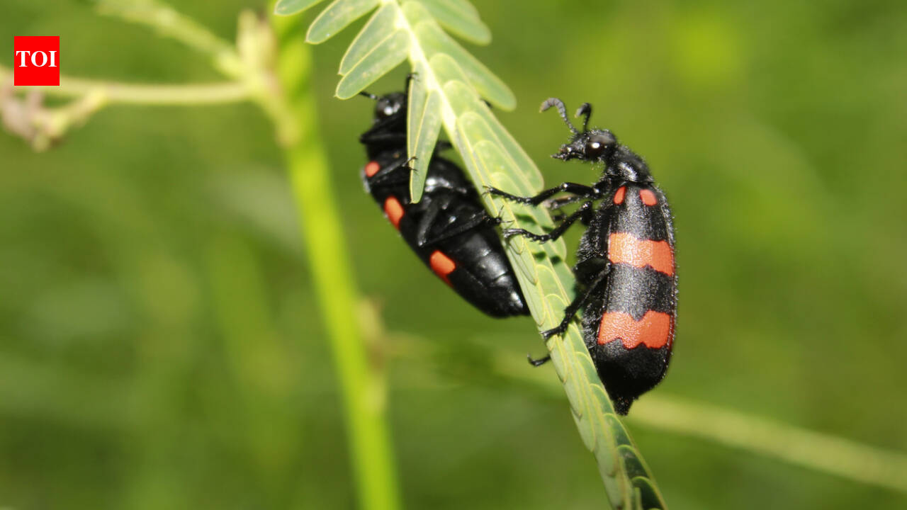 Scientists find slugs, beetles and crabs help spread seeds for 186 plant species