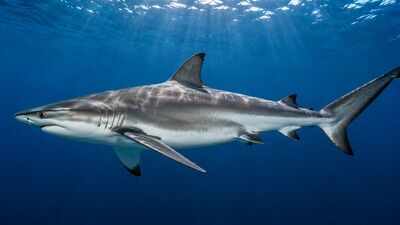 Meet the Spinner Shark: This aerial hunter spins through the air while hunting fish