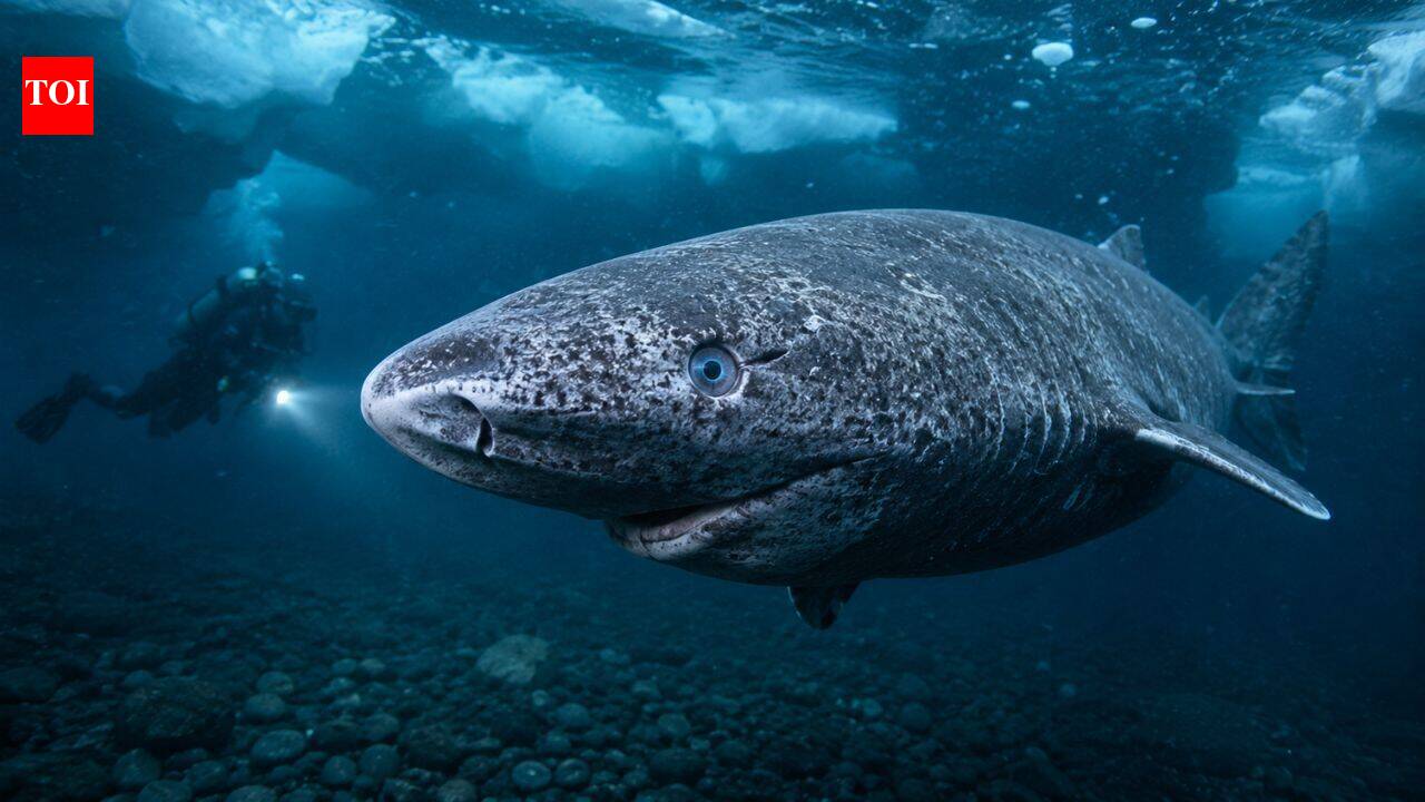 Scientists discover Greenland sharks can see for centuries, debunking blindness myth