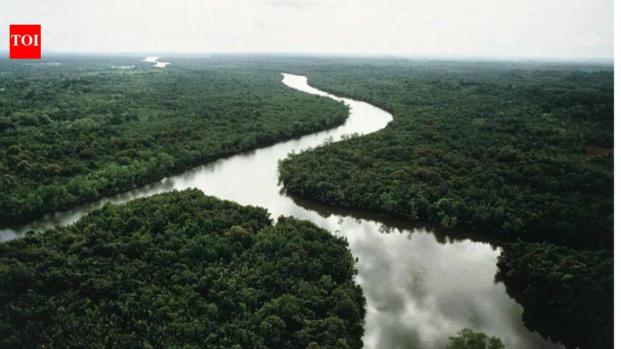 China's tree patches restored forests, but reached only 19–30% of natural diversity in 20 years
