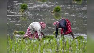 Poor monsoon drives rice prices up as paddy sowing suffers