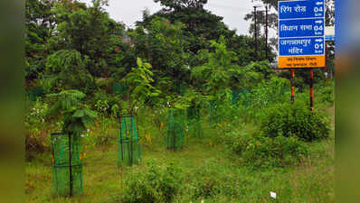 Jharkhand among top three states in receiving afforestation funds: Data