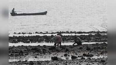 Halarnkar: Action only after NIO submits oyster report