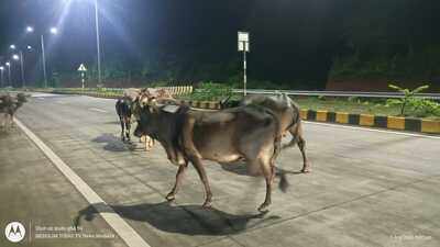 Stray cattle deaths on Bicholim–Sanquelim road spark outcry