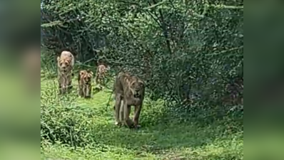Alert loco pilots avert mishap as pride of 10 lions blocks track near Dhari