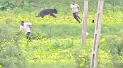 Bear attacks five, triggers panic in village near Palanpur