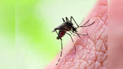 Ahmedabad: AMC fines builders, seals sites for mosquito breeding