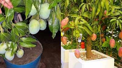 Growing a mango tree in a pot? These 5 steps can get you to harvest faster