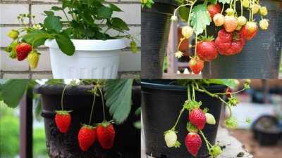 How to grow strawberry: 5 kitchen scraps, peels that provide good nutrients