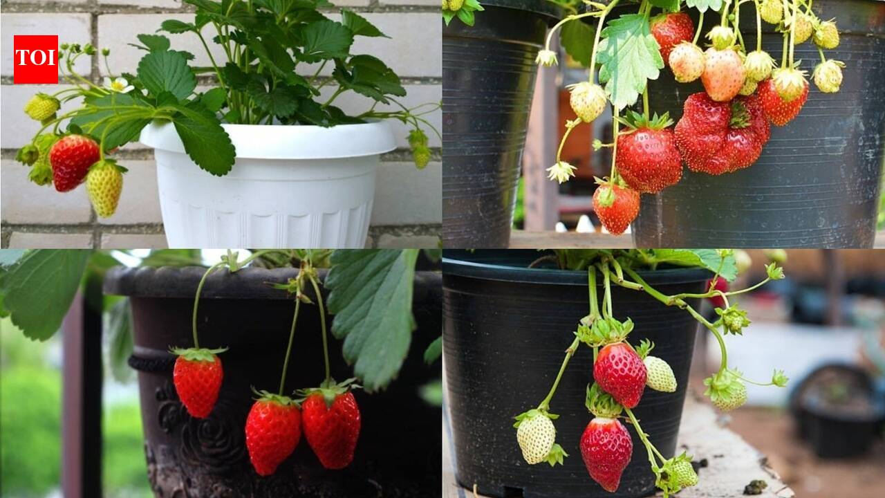 How to grow strawberry: 5 kitchen scraps, peels that provide good nutrients