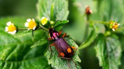 The insect that carries its own bomb: How the bombardier beetle turns chemistry into a weapon against its predators