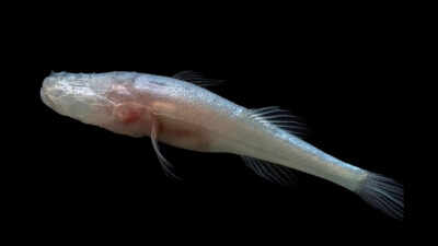 <b>Scientists discover a new eyeless cavefish genus hidden for decades inside one of America’s most closely monitored caves</b>” title=”Representative Image of the newly discovered Demon Cavefish in a dark underwater cave (Image of University of Alabama at Huntsville)” decoding=”async” fetchpriority=”high”/></div>
</p></div>
</p></div>
<p> <span title=