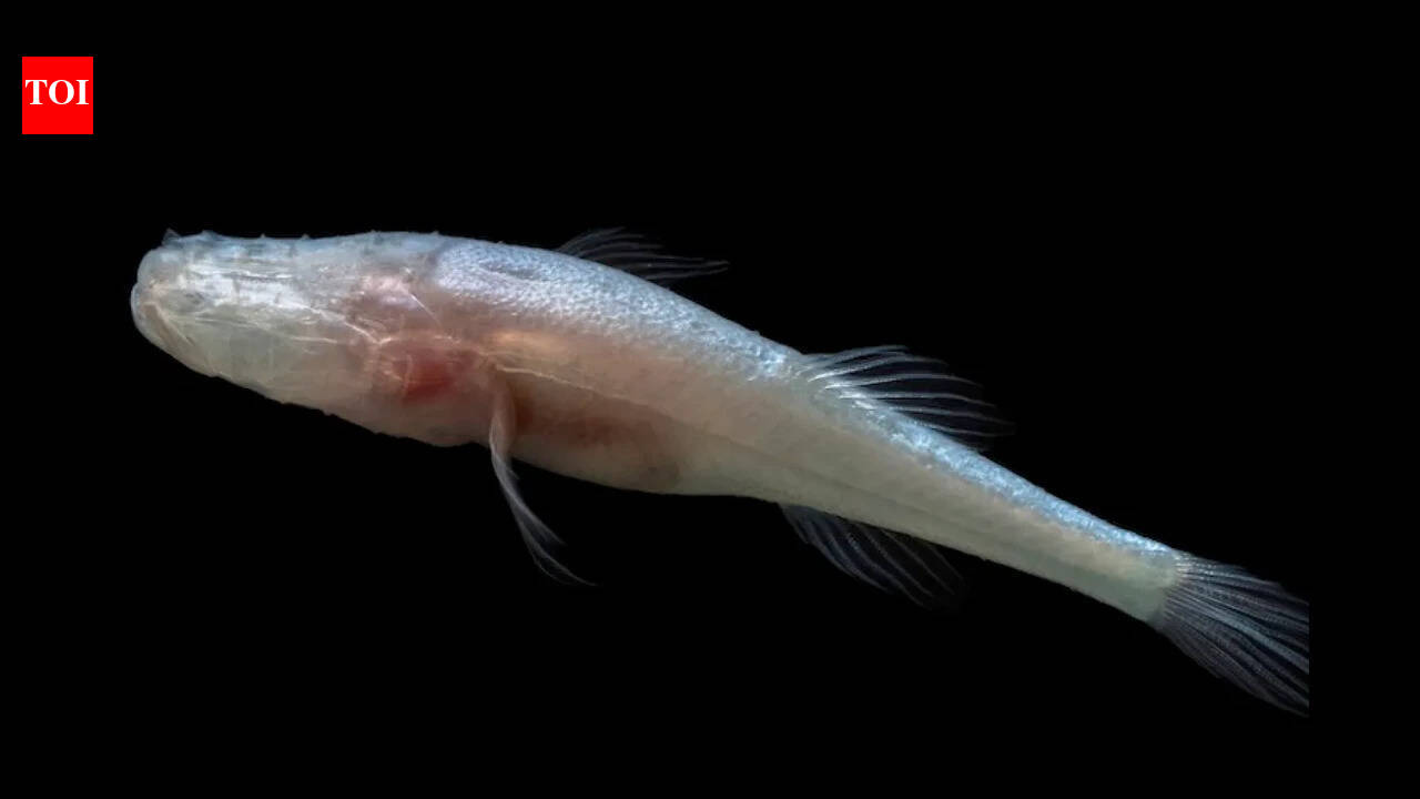 Scientists discover a new eyeless cavefish genus hidden for decades inside one of America's most closely monitored caves