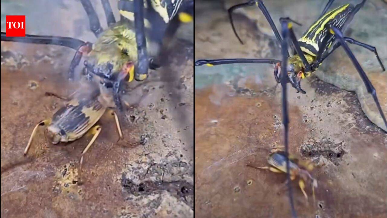 The insect that carries its own bomb: How the bombardier beetle turns chemistry into a weapon