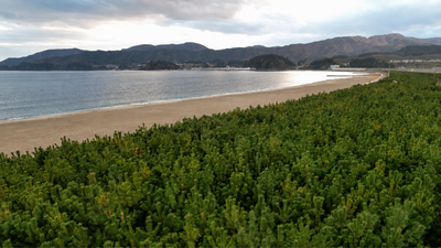 After Japan's devastating 2011 tsunami, volunteers have planted more than 680,000 trees to protect the coast from future tsunamis