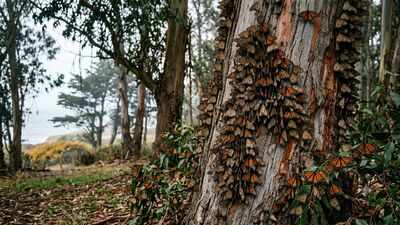 California's winter monarch migration has collapsed from millions in the 1990s to 12,260 butterflies in 2025; the third-lowest count ever recorded