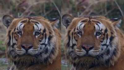 'He's so chonky': Internet is in love with Gabbar, India's 'biggest' tiger